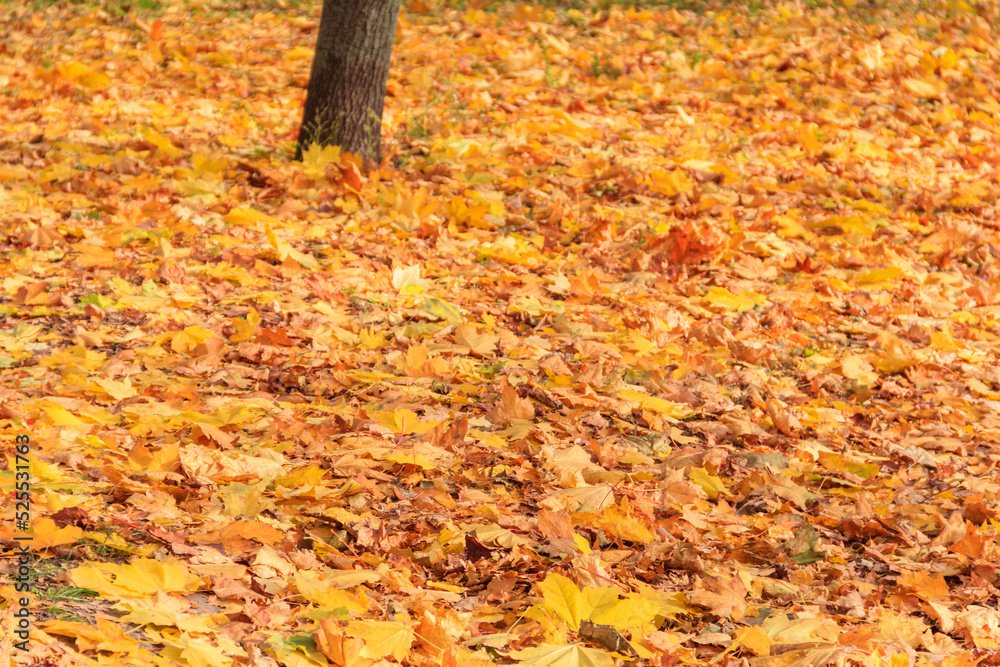 Fallen colorful maple leaves on ground in autumn city park