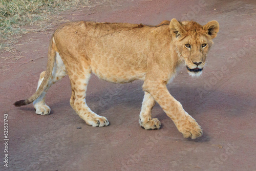 Lion cub (Panthera leo) walking in savannah in Serengeti national park, Tanzania