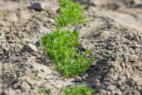 Young carrot plants growing in the soil. Garden. gardening