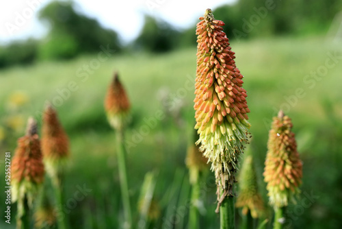 View of red hot poker plant in garden