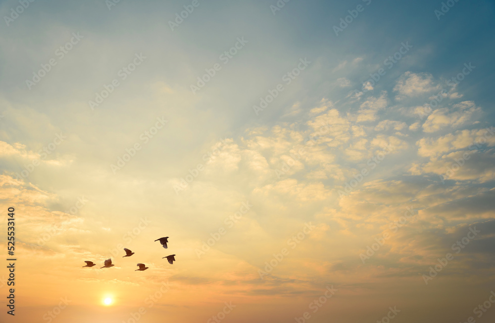birds flying silhouette on sky sunset background
