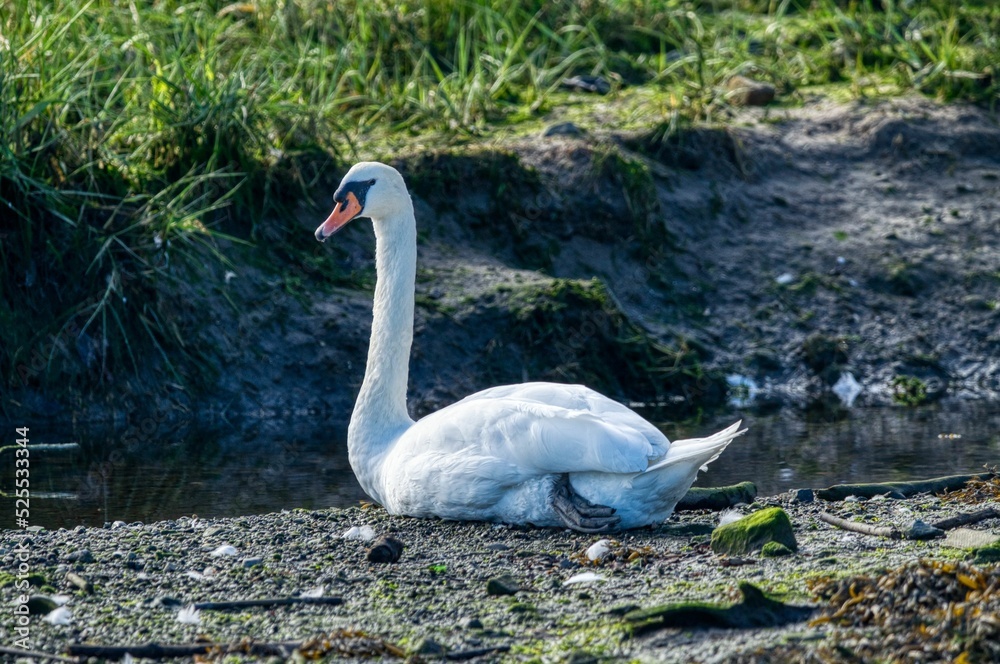 Fototapeta premium swans in the lake