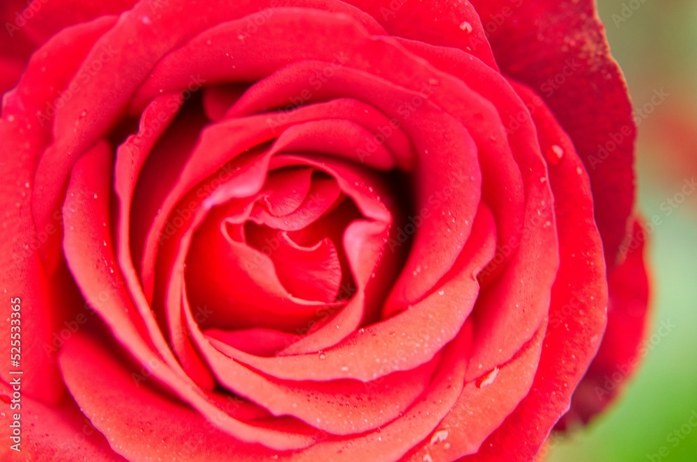 red rose closeup red rose closeup