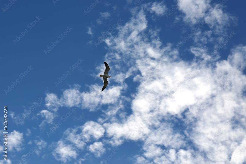 bird flying in the blue sky bird flying in the blue sky