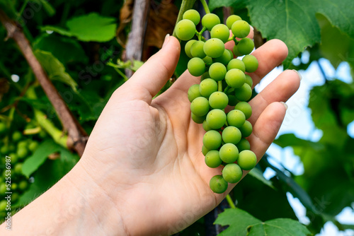 a woman's hand holds a bunch of grapes on a vine, grape crop concept