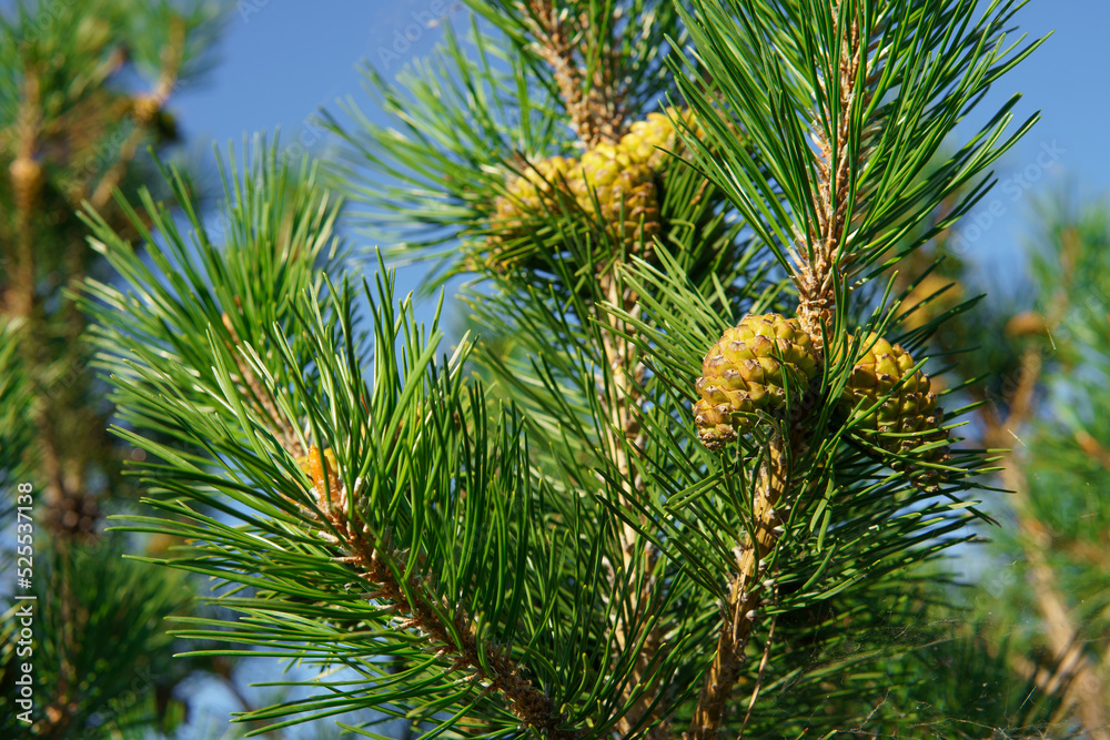 cones on a pine tree cones on a pine tree