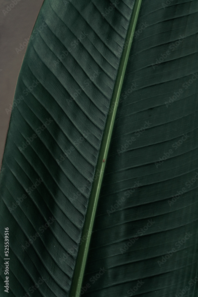 Tropical plant backround, dark green exotic leaves, jungle texture .
