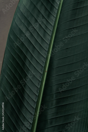 Obraz na płótnie Tropical plant backround, dark green exotic leaves, jungle texture . w salonie