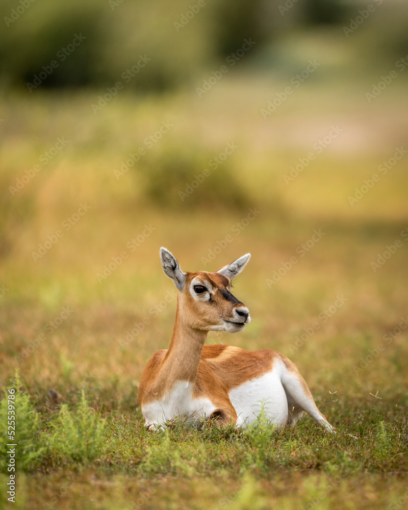 wild female blackbuck or antilope cervicapra or indian antelope closeup or portrait in natural green background at landscape of tal chhapar sanctuary rajasthan india asia wild female blackbuck or antilope cervicapra or indian antelope closeup or portrait in natural green background at landscape of tal chhapar sanctuary rajasthan india asia