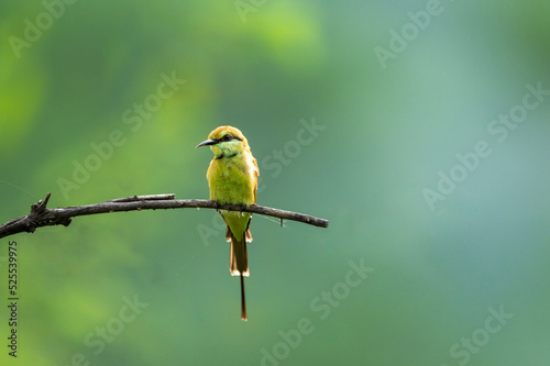 Green bee eater or Merops orientalis bird portrait in natural green background perched on a branch at keoladeo national park or bharatpur bird sanctuary rajasthan india © Sourabh