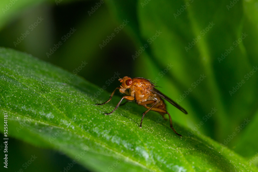 Tetanocera insect sitting on a green leaf in summer day macro photography. Mosquito sitting on a plant in summertime close-up photo. Tetanocera insect sitting on a green leaf in summer day macro photography. Mosquito sitting on a plant in summertime close-up photo.