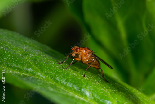 Tetanocera insect sitting on a green leaf in summer day macro photography. Mosquito sitting on a plant in summertime close-up photo.  © Anton