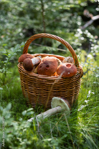 Forest mushroom boletus, cep, porcini, chanterelle collected in a wooden wicker basket. Late summer and autumn harvest. Natural food. Karelia region