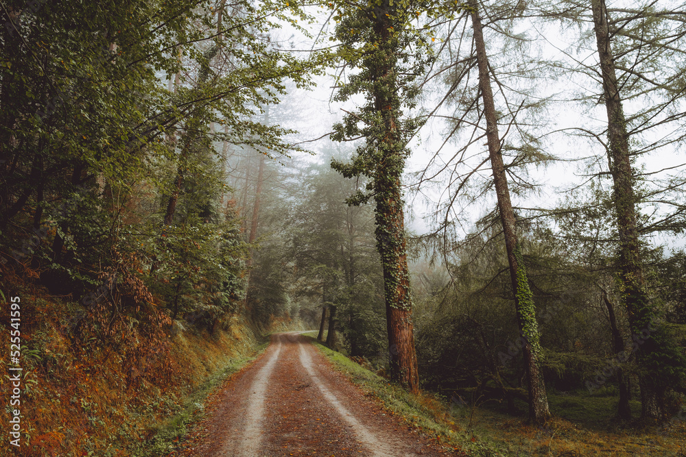 Pathway in the foggy Otzarreta in Gorbea, Bizkaia, Spain Pathway in the foggy Otzarreta in Gorbea, Bizkaia, Spain