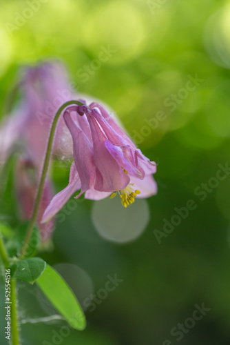 Pink aquilegia flower on a green background on a sunny summer day macro photography. Blooming garden columbine flower with pink petals closeup photo in summer.	