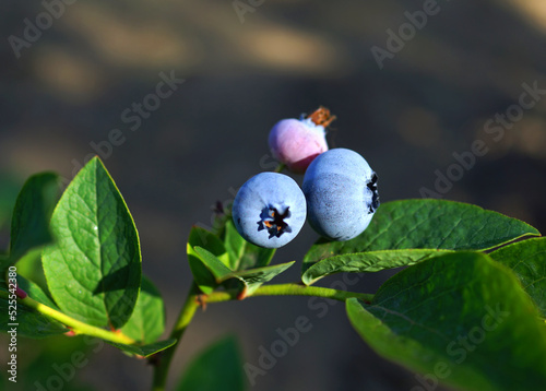 Obraz na płótnie Blueberry branch close up w salonie