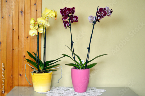 yellow and purple phalaenopsis orchid in bloom