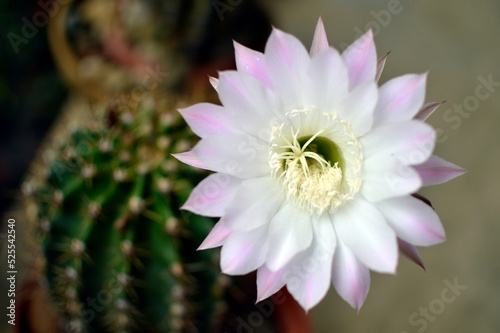 blooming Easter lily cactus close up