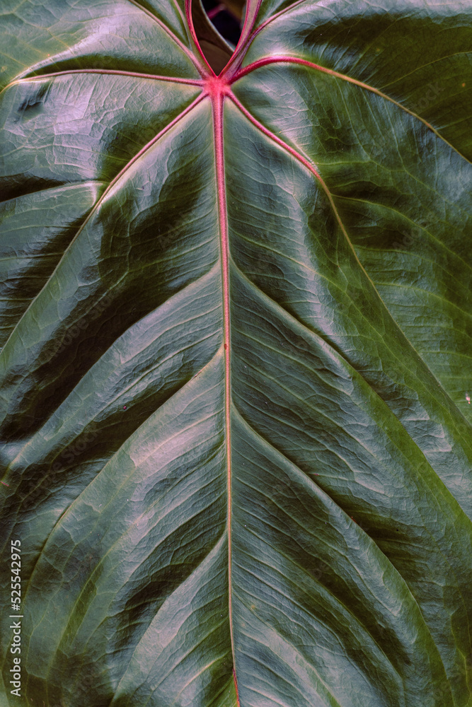 Tropical plant backround, dark green exotic leaves, jungle texture .
