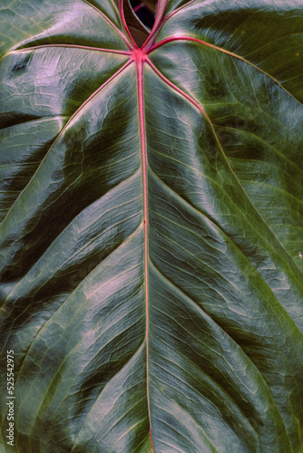 Obraz na płótnie Tropical plant backround, dark green exotic leaves, jungle texture . w salonie