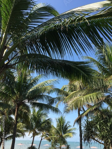 Palm trees in the beach