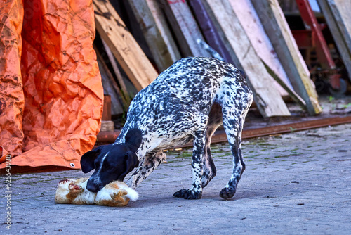 jagdhund photo