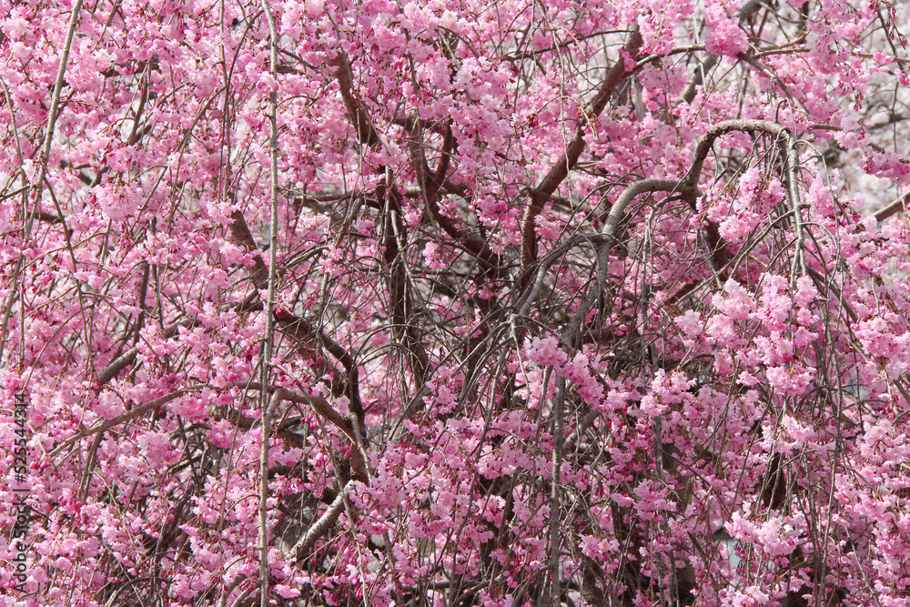 blooming cherry tree (hanami) in japan blooming cherry tree (hanami) in japan