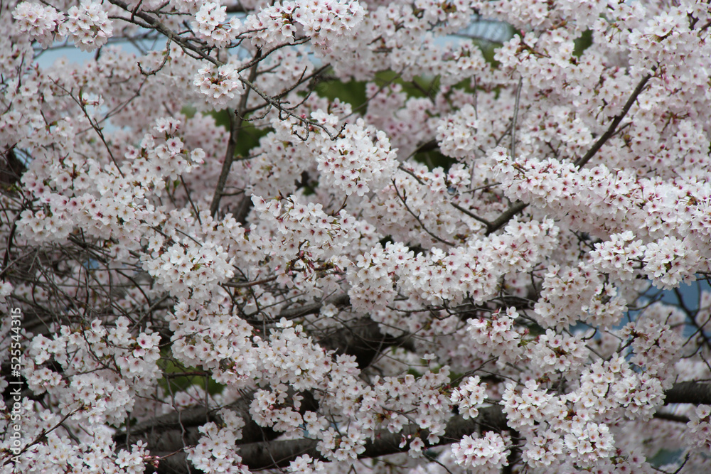 blooming cherry tree (hanami) in japan 