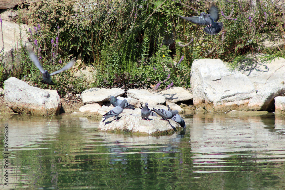NATURAL LIFE IN HIRLA NILUFERLI LAKE, LOCATED IN THE CENTER OF KIRSEHIR NATURAL LIFE IN HIRLA NILUFERLI LAKE, LOCATED IN THE CENTER OF KIRSEHIR