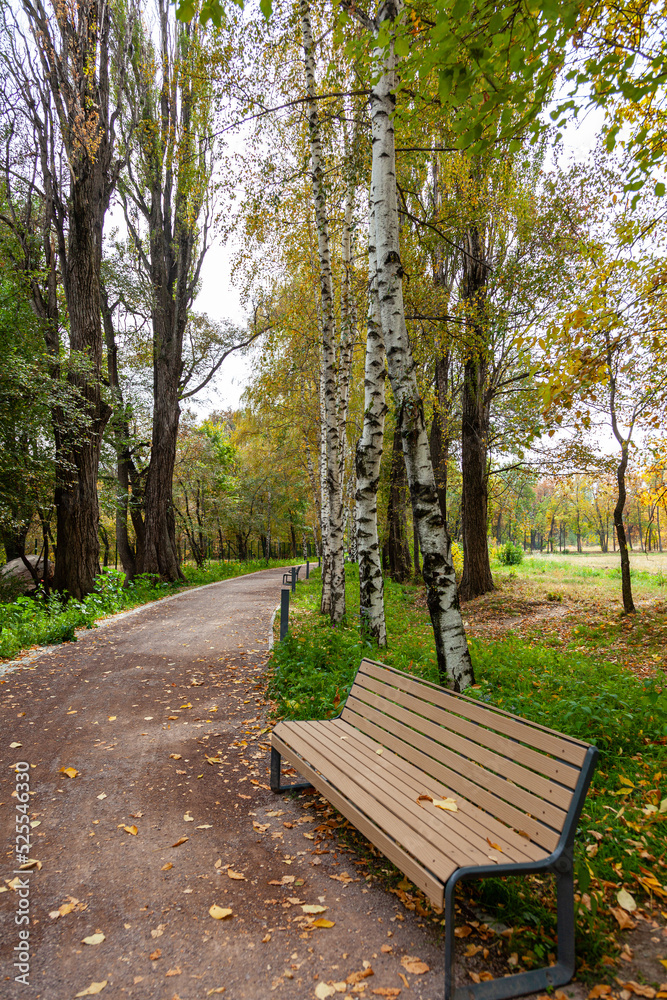 Road and bench covered with yellow fallen leaves in autumn park