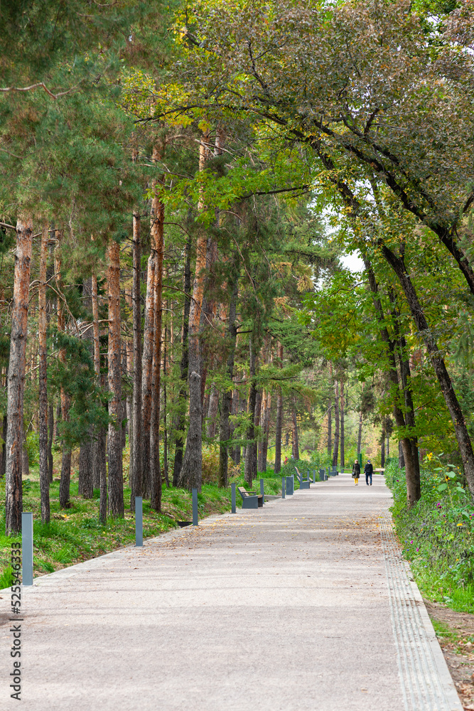 Walking along the alley among the mixed trees in the park of Almaty