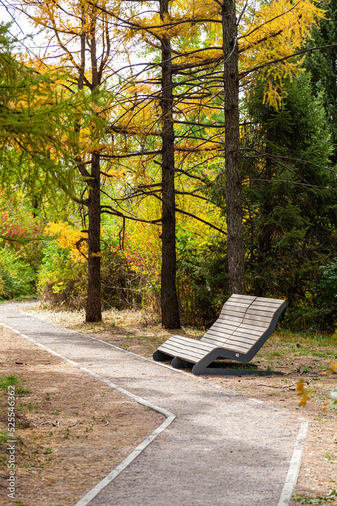 A lonely bench in the park in the middle of a pine forest. Path in the forest