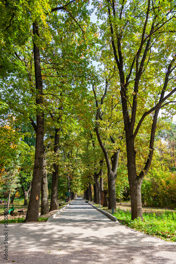 Beautiful oak alley in the botanical garden of Almaty