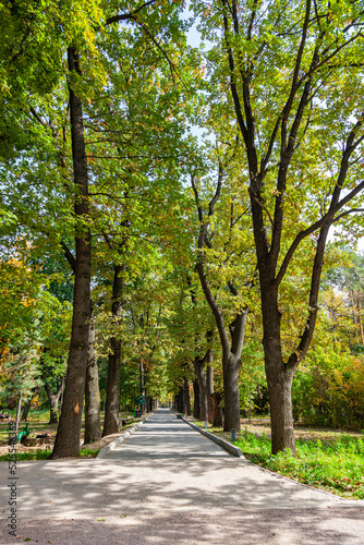 Obraz na płótnie Beautiful oak alley in the botanical garden of Almaty w salonie