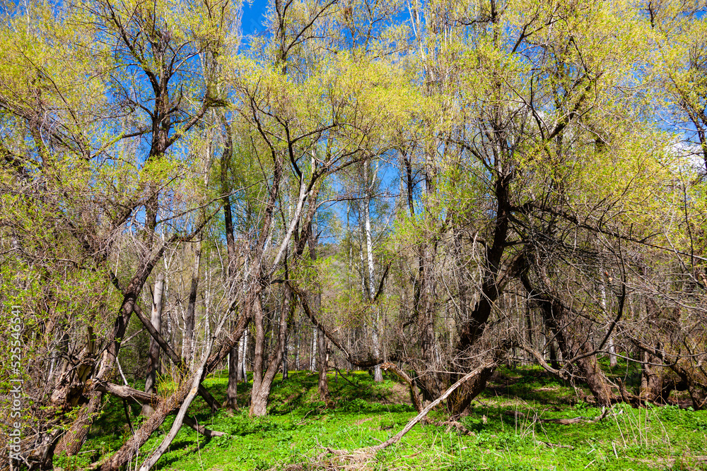 Curved crooked trees in the park against the blue sky