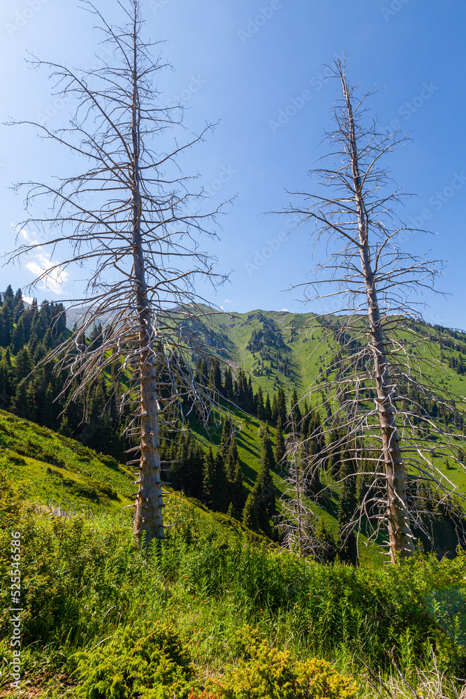 Dried trunks of Tien Shan firs in the Kimasar Gorge, Almaty, Kazakhstan