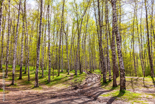 Obraz na płótnie Birch grove in the foothills of the Tien Shan of the city of Almaty w salonie