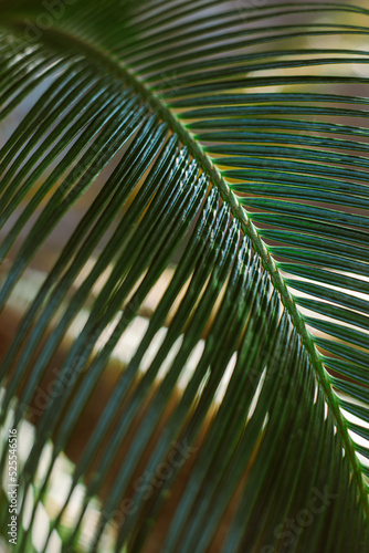 Blurred palm leaf in a sunlight. Summer background.