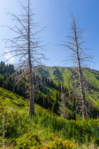 Obraz na płótnie Dried trunks of Tien Shan firs in the Kimasar Gorge, Almaty, Kazakhstan w salonie