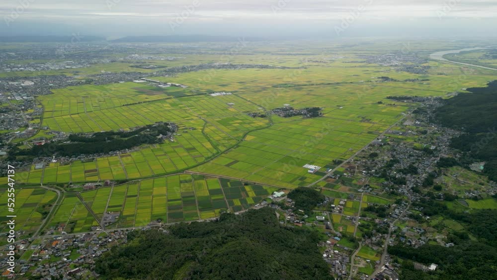 稲が色づき始めた米どころ新潟平野 稲が色づき始めた米どころ新潟平野