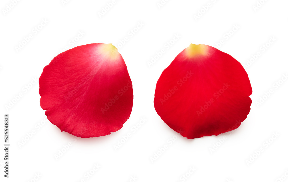 Group of rose petals isolated on white background