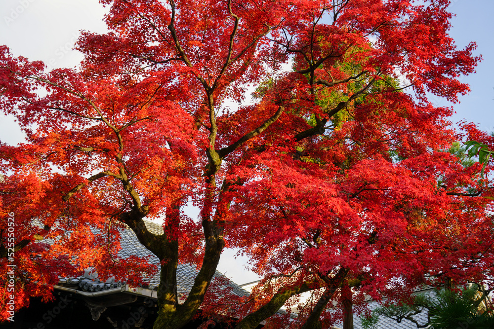 日本楓の紅葉