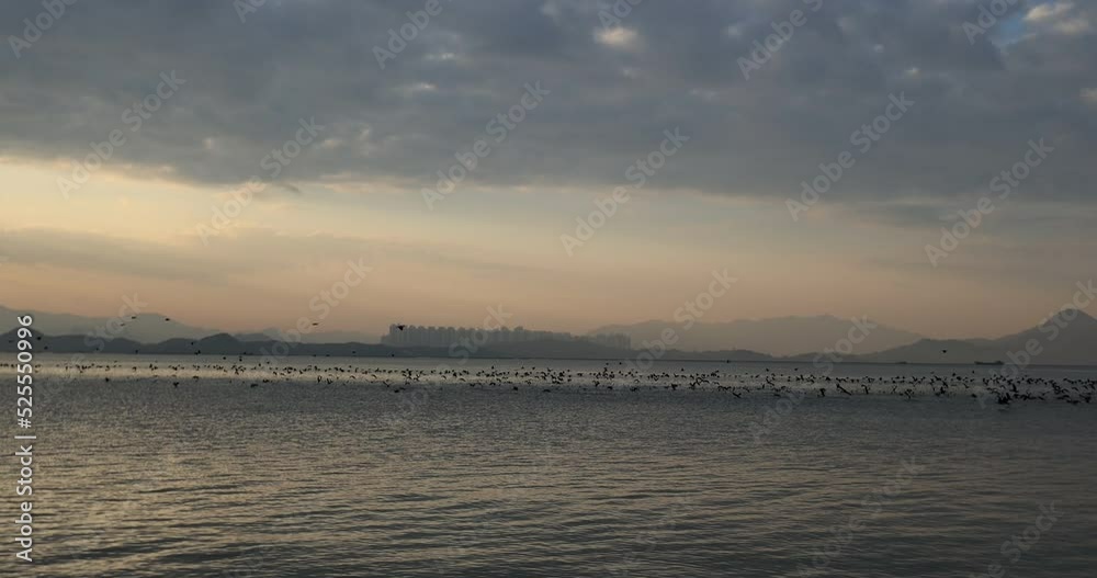 Many birds flying and swimming in he sunrise sea Many birds flying and swimming in he sunrise sea