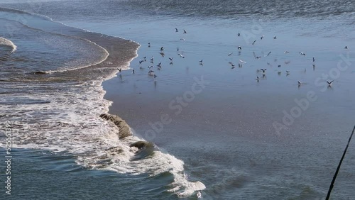 Breaking wave chasing Seagulls away from the shore in the wadden sea while eating during low tide photo
