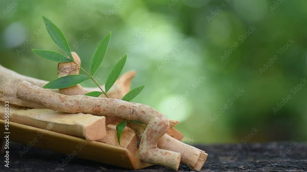 Eurycoma longifolia Jack woods and green leaves on nature background. Eurycoma longifolia Jack woods and green leaves on nature background.