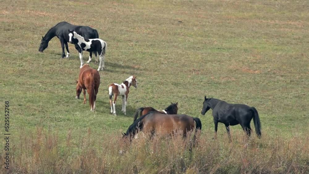 Herd of wild horses with foals grazing on slopes of Altai mountains Herd of wild horses with foals grazing on slopes of Altai mountains