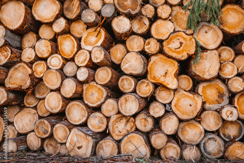 Background of cut logs