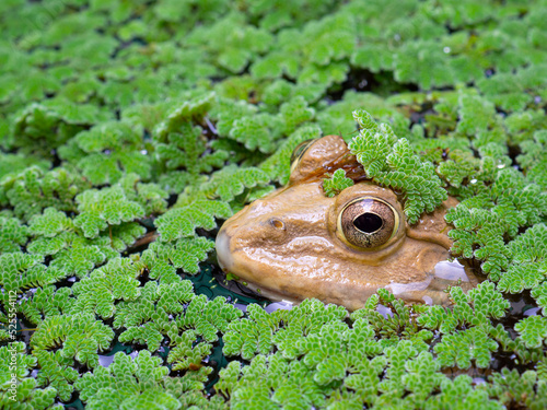 Photo Asian frog species emerge from the Azolla