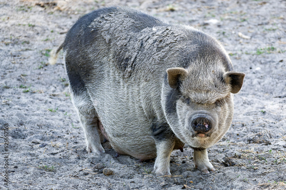 The pot belly pig is hungry and curious The pot belly pig is hungry and curious
