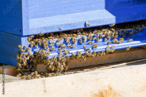 bees in the hive in the sun